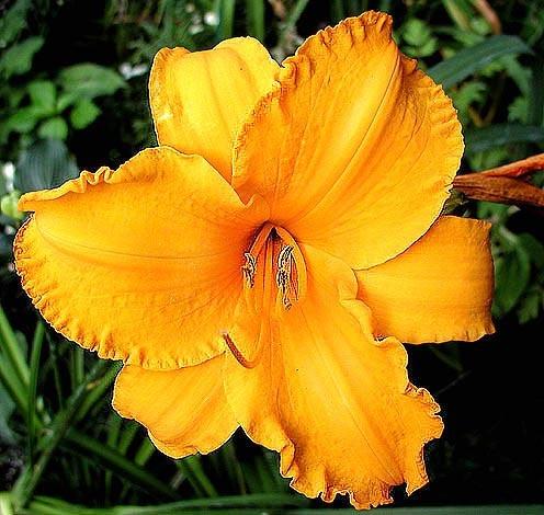 Photo of Daylily (Hemerocallis 'Intense Orange Gold') uploaded by robertduval14