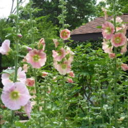 Location: garden of botanist Robert R. Kowal in Madison, Wisconsin
Date: June 25, 2012
photo by James Steakley
