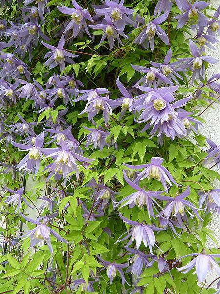Photo of Clematis (Clematis macropetala 'Blue Bird') uploaded by robertduval14