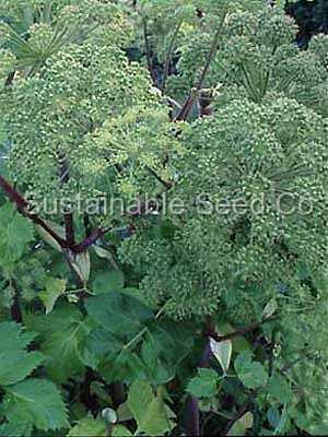 Photo of Garden Angelica (Angelica archangelica) uploaded by vic