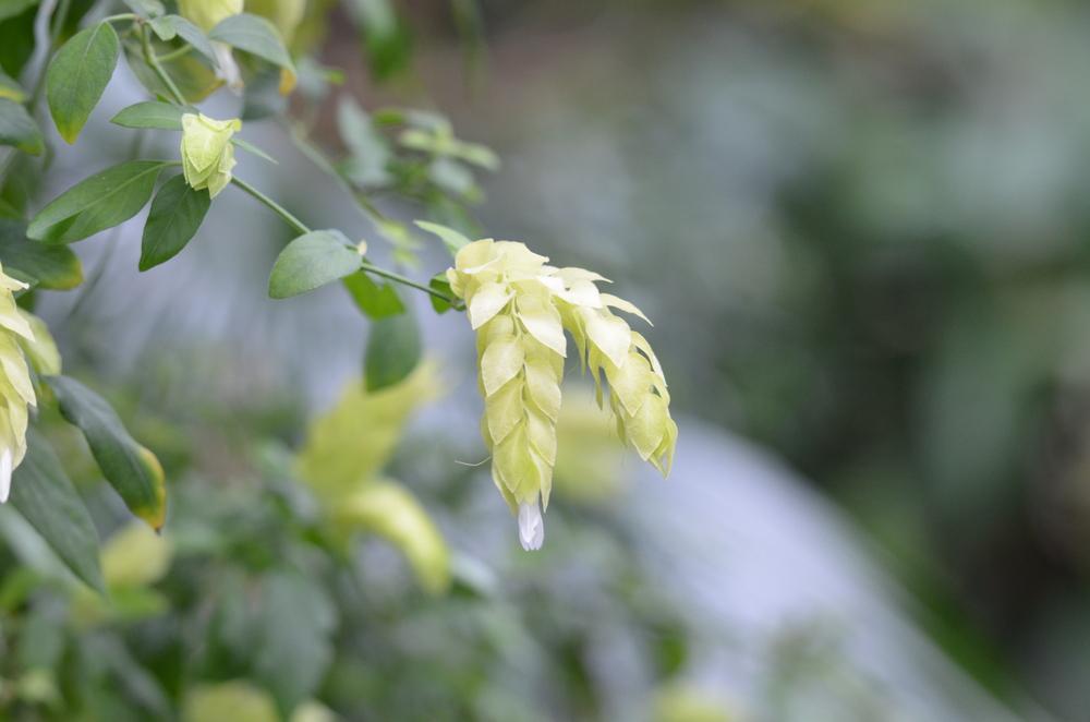 Photo of Shrimp Plant (Justicia brandegeeana 'Yellow Queen') uploaded by Anne
