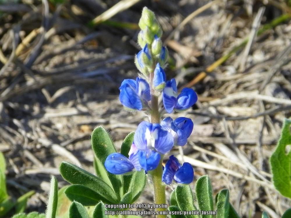 Photo of Buffalo Clover (Lupinus subcarnosus) uploaded by Justin
