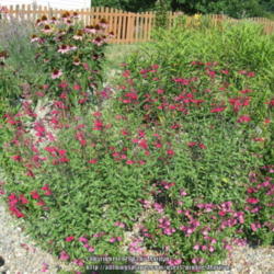 Location: My garden in Kentucky
Date: 2007-07-16
3 Raspberry Delight with 3 Stampede Salvias in front