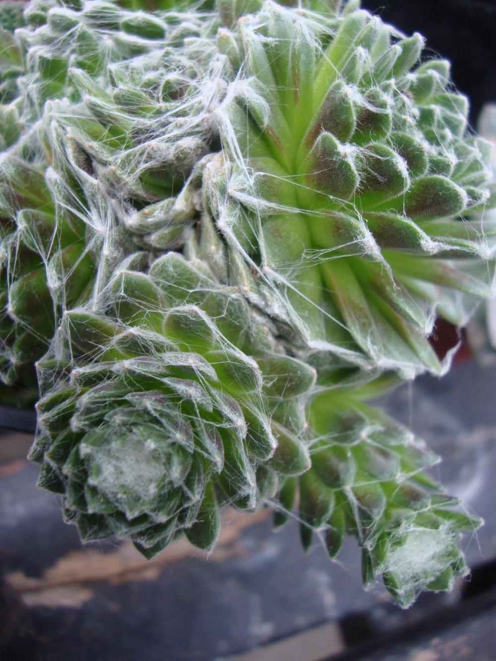 Photo of Hen and Chicks (Sempervivum 'Forest Frost') uploaded by Paul2032