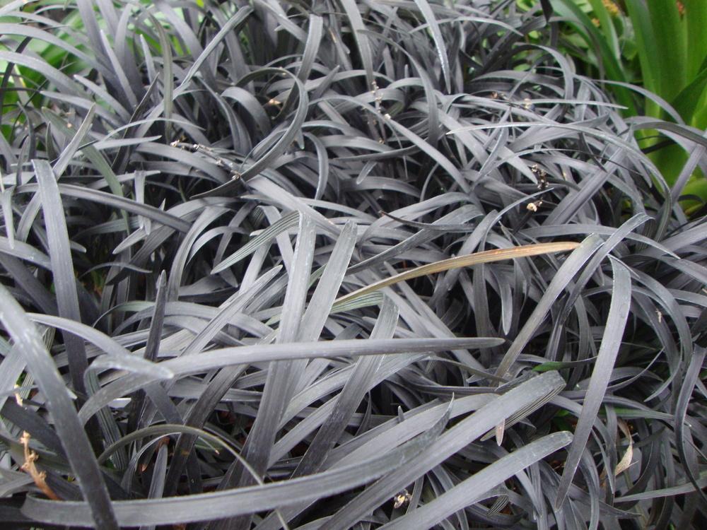 Photo of Black Mondo Grass (Ophiopogon planiscapus 'Kokuryu') uploaded by Paul2032