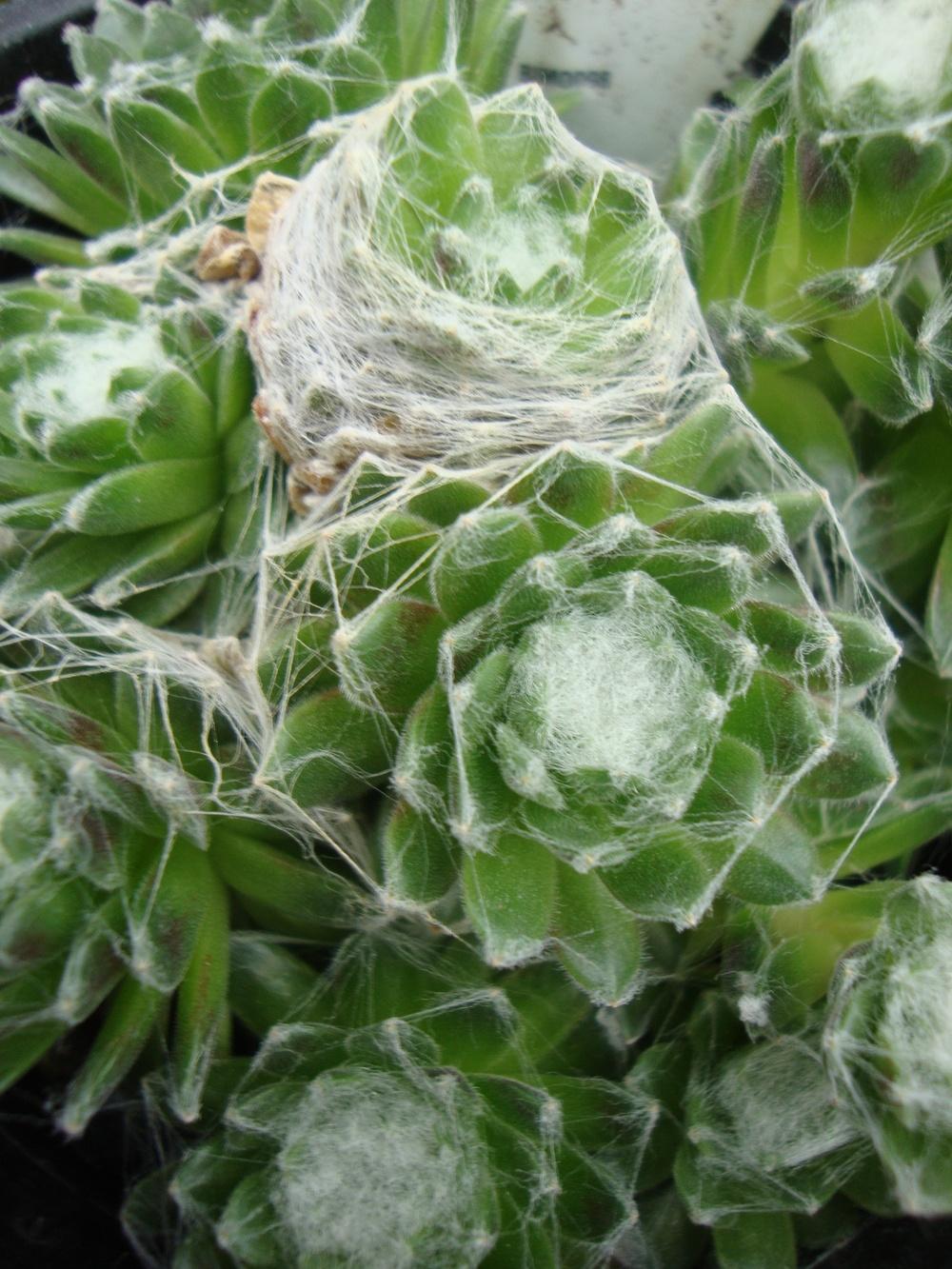 Photo of Hen and Chicks (Sempervivum 'Forest Frost') uploaded by Paul2032