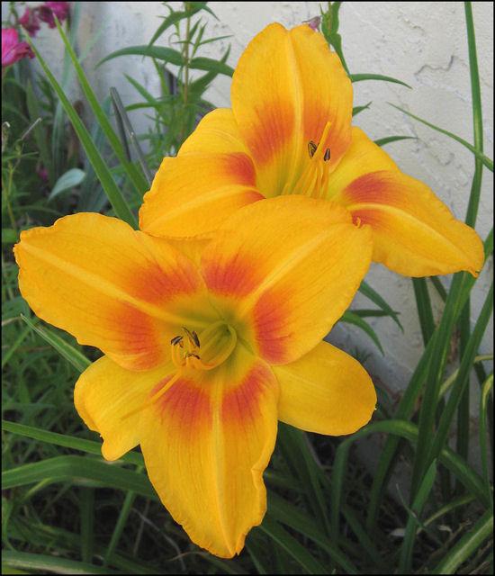 Photo of Daylily (Hemerocallis 'Sir Clyde') uploaded by Polymerous