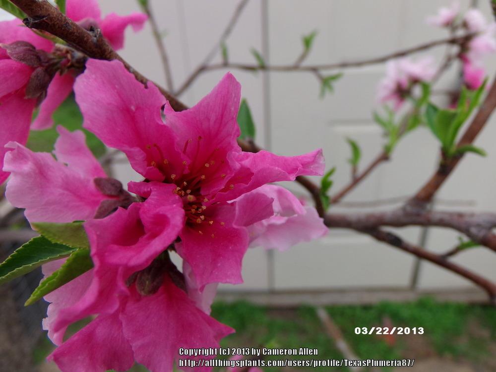 Photo of Peaches (Prunus persica) uploaded by TexasPlumeria87