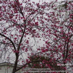Location: Plano, TX
Date: 2013-03-22
Peach tree in full bloom