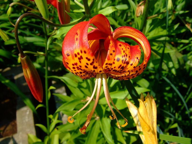 Photo of Leopard Lily (Lilium pardalinum) uploaded by robertduval14