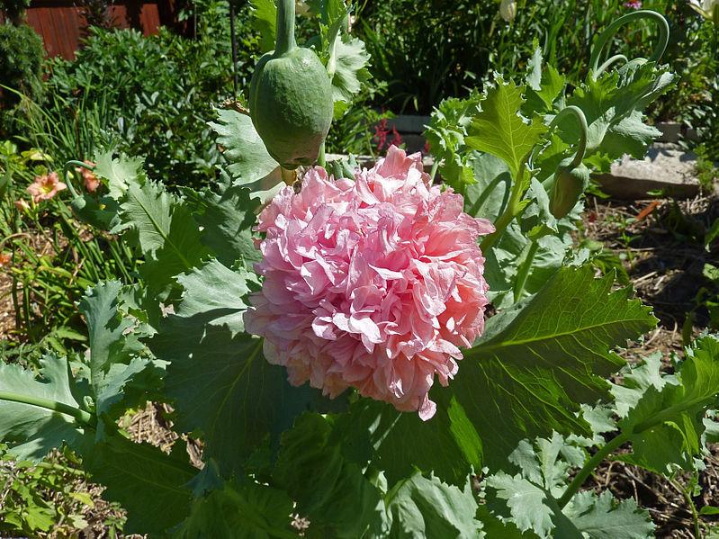 Photo of Opium Poppy (Papaver somniferum) uploaded by robertduval14