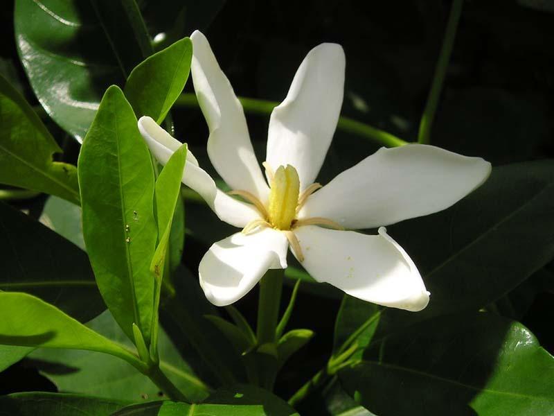 Photo of Gardenia (Gardenia jasminoides) uploaded by robertduval14
