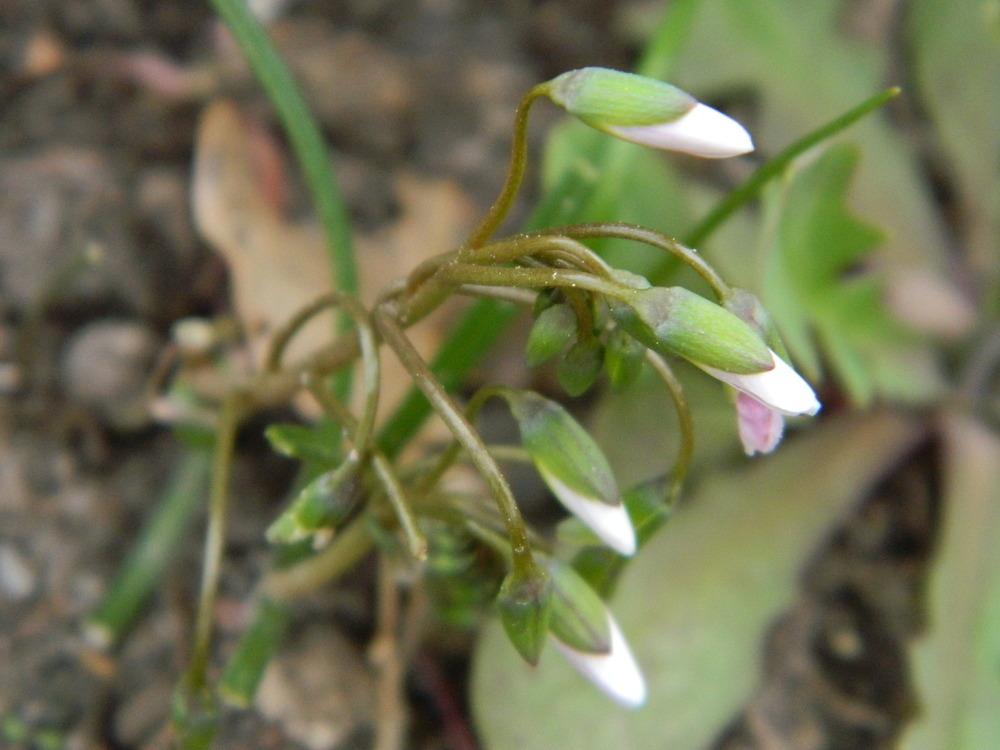 Photo of Spring Beauty (Claytonia virginica) uploaded by wildflowers