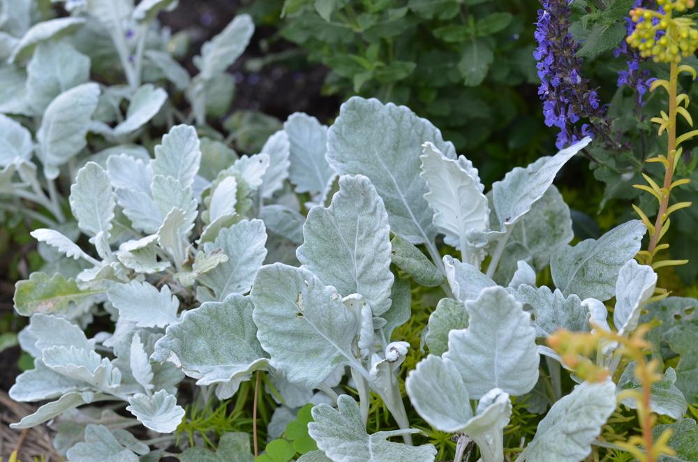 Photo of Dusty Miller (Jacobaea maritima New Look®) uploaded by Anne