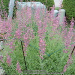 Location: My garden in Kentucky
Date: 2010-07-09