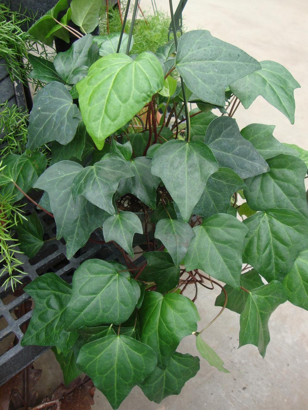Photo of Canarian Ivy (Hedera canariensis) uploaded by Paul2032