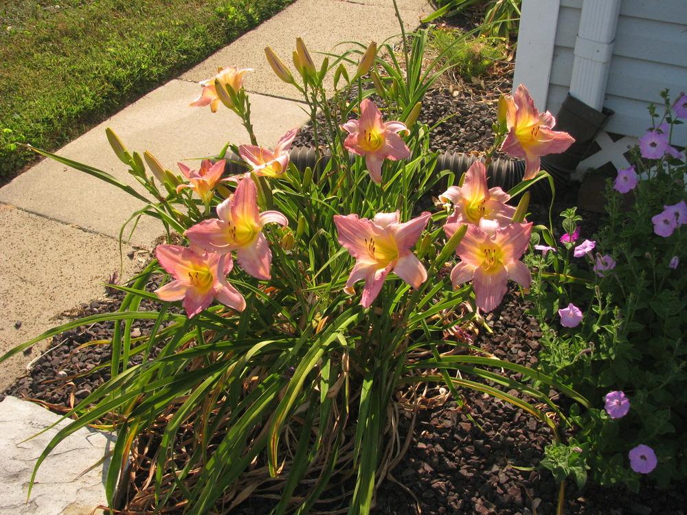 Photo of Daylily (Hemerocallis 'Sovereign Queen') uploaded by blue23rose