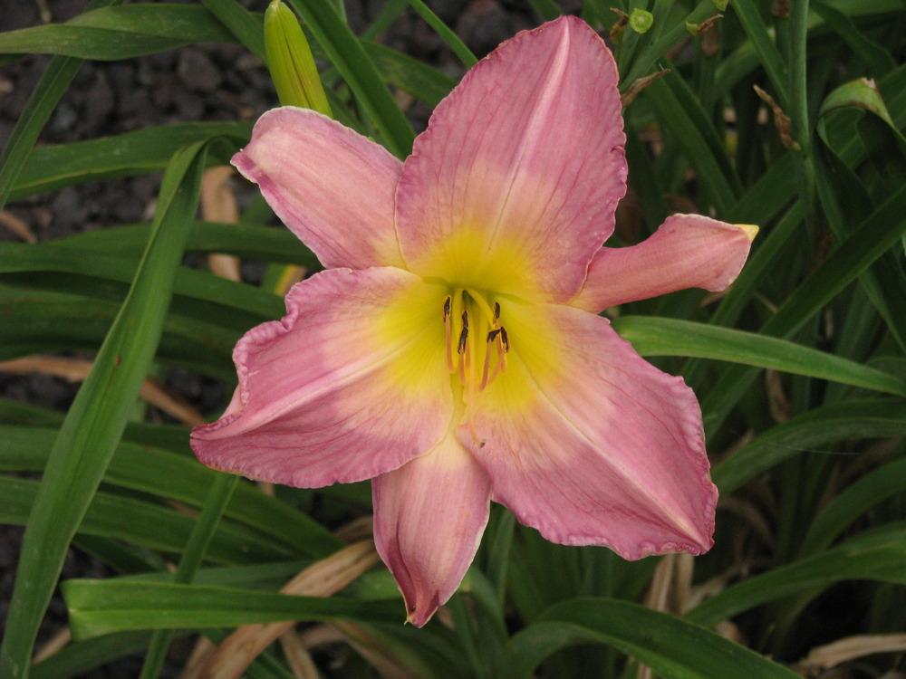 Photo of Daylily (Hemerocallis 'Sovereign Queen') uploaded by blue23rose