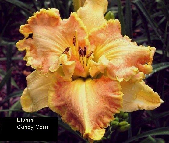 Photo of Daylily (Hemerocallis 'Elohim Candy Corn') uploaded by carolasims