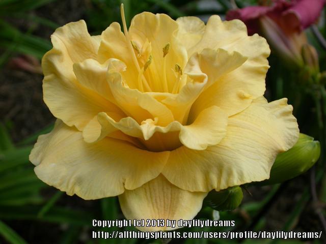 Photo of Daylily (Hemerocallis 'Precious Beginnings') uploaded by daylilydreams