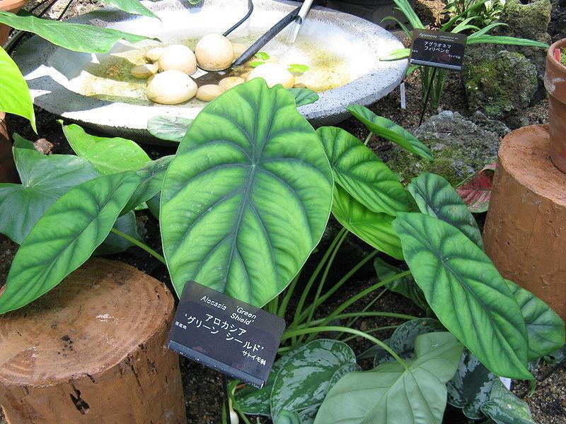 Photo of Green Shield Alocasia (Alocasia clypeolata) uploaded by robertduval14