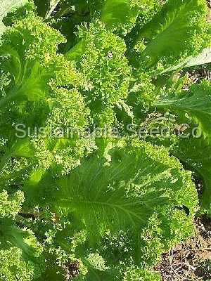 Photo of Mustard (Brassica juncea 'Southern Giant Curled') uploaded by vic
