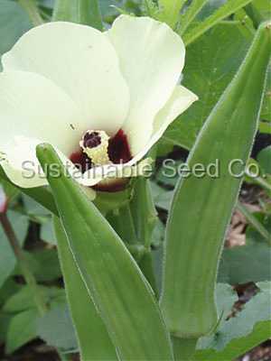 Photo of Okra (Abelmoschus esculentus 'Clemson Spineless') uploaded by vic