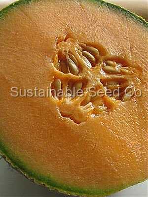 Photo of Melon (Cucumis melo var. inodorus 'Hale's Best Jumbo') uploaded by vic
