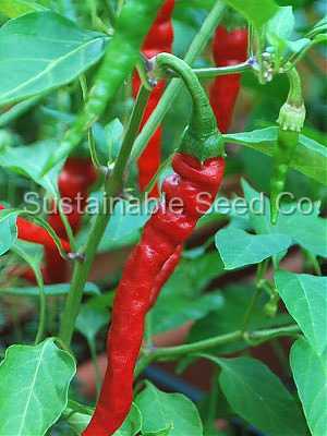 Photo of Cayenne Pepper (Capsicum annuum 'Cayenne') uploaded by vic