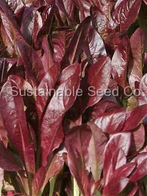 Photo of Lettuce (Lactuca sativa 'Rouge d'Hiver') uploaded by vic