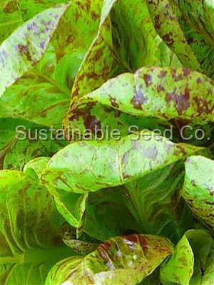 Photo of Lettuce (Lactuca sativa 'Forellenschluss') uploaded by vic