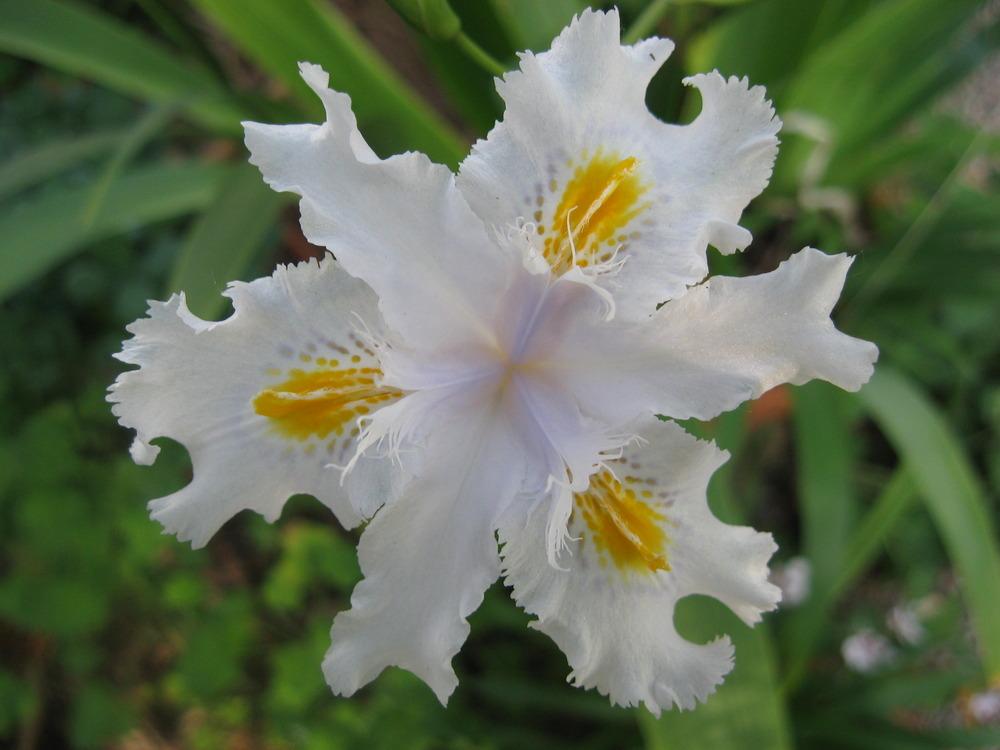 Photo of Species Iris (Iris japonica 'Japonica Ledger') uploaded by wcgypsy