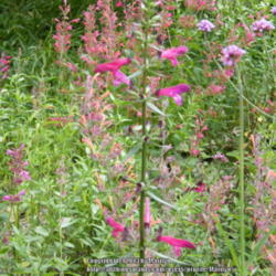 Location: My garden in Kentucky
Date: 2009-07-19