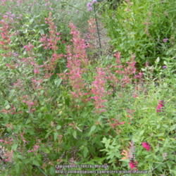 Location: My garden in Kentucky
Date: 2009-07-19
Raspberry Summer is one of my favorites!