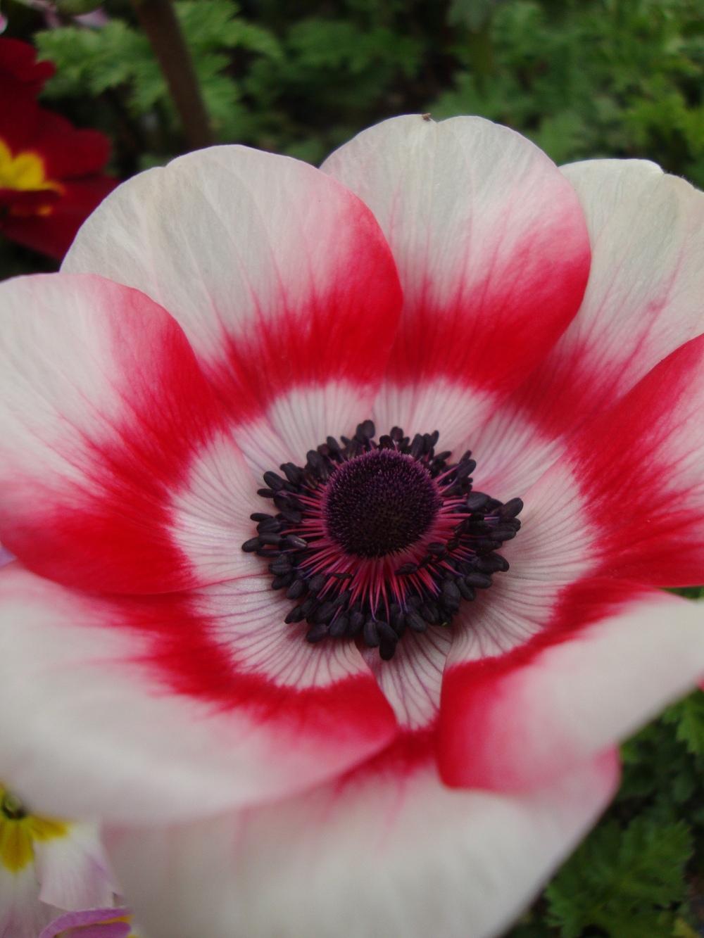 Photo of Poppy Anemone (Anemone coronaria) uploaded by Paul2032