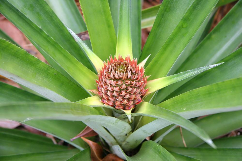 Photo of Pineapple (Ananas comosus) uploaded by RobertB