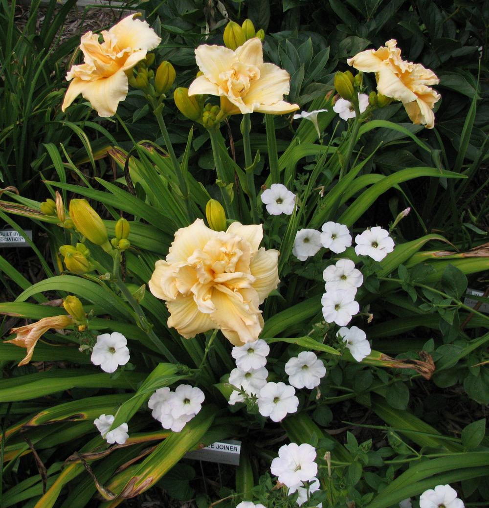 Photo of Daylily (Hemerocallis 'Tommie Lee Joiner') uploaded by blue23rose