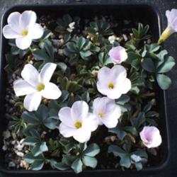 
Oxalis flava Lavender Form (L. lupinifolia). Photo courtesy of Te