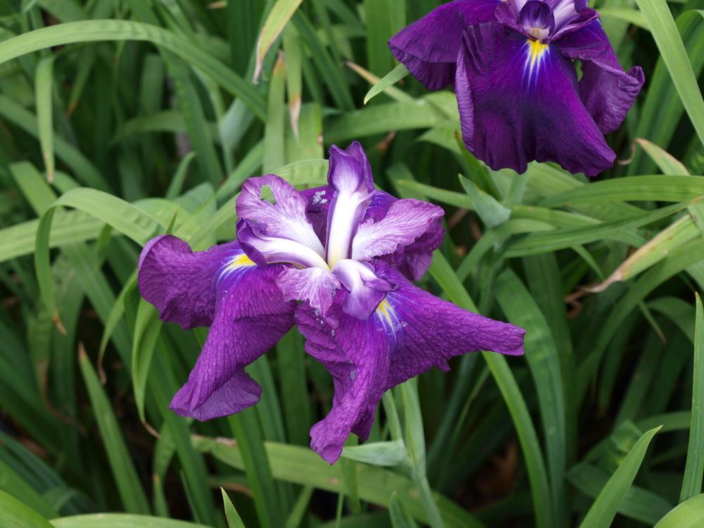 Photo of Japanese Iris (Iris ensata 'Asahimaru') uploaded by redhead