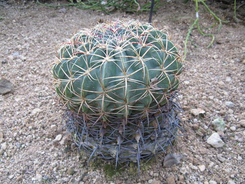 Photo of Barrel Cactus (Ferocactus) uploaded by robertduval14