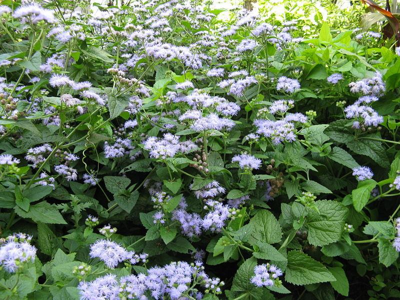 Photo of Blue Mistflower (Conoclinium coelestinum) uploaded by robertduval14
