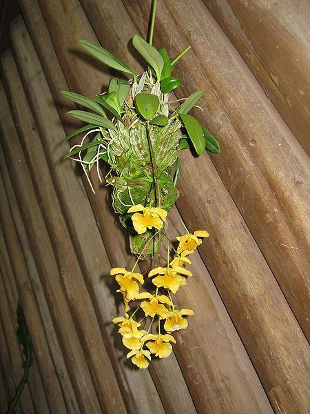 Photo of Orchid (Dendrobium lindleyi) uploaded by robertduval14