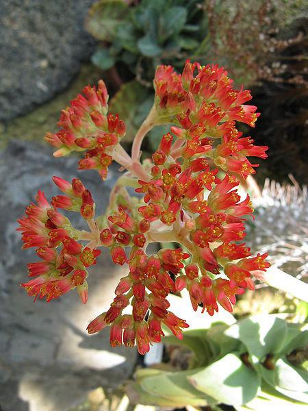 Photo of Propeller Plant (Crassula perfoliata var. falcata) uploaded by robertduval14