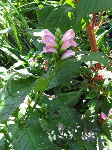 Photo of Pink Turtlehead (Chelone lyonii) uploaded by robertduval14