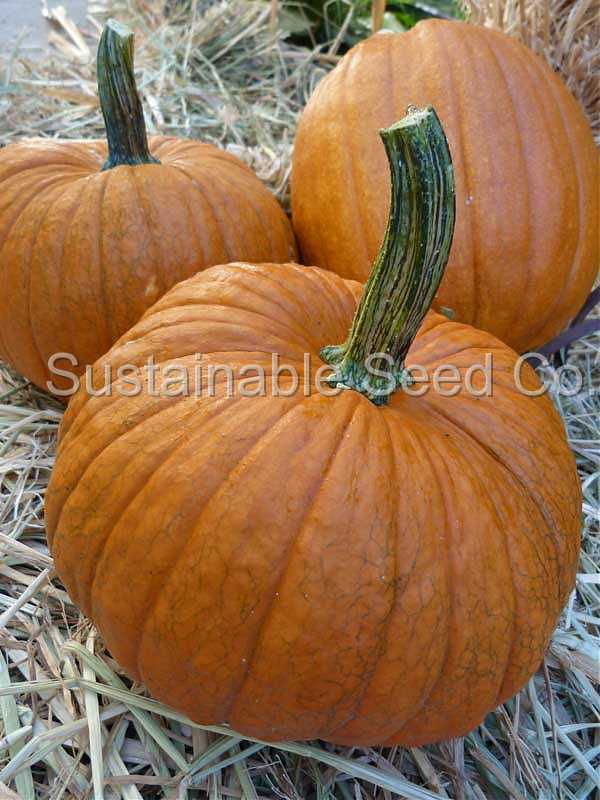 Photo of Pumpkin (Cucurbita pepo 'Small Sugar') uploaded by vic