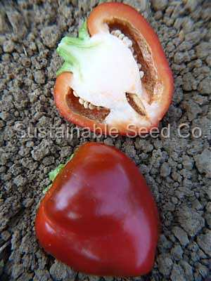 Photo of Pimento Pepper (Capsicum annuum 'Sweet Pimiento') uploaded by vic