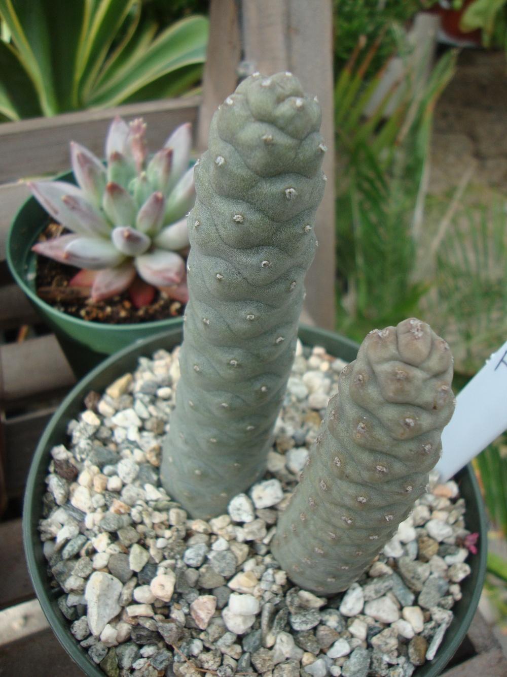 Photo of Papery Spine Cactus (Tephrocactus articulatus) uploaded by Paul2032