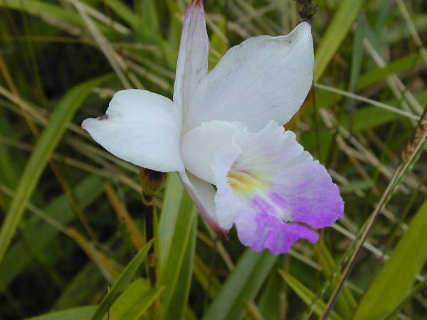 Photo of Bamboo Orchid (Arundina graminifolia) uploaded by robertduval14