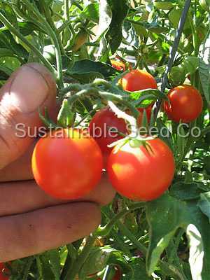 Photo of Tomato (Solanum lycopersicum 'Stupice') uploaded by vic
