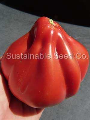 Photo of Tomato (Solanum lycopersicum 'Goldman's Italian-American') uploaded by vic